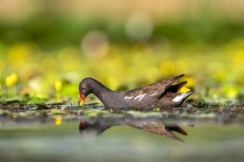 Pond grouse (Gallinula chloropus, in water, Race, Slovenia