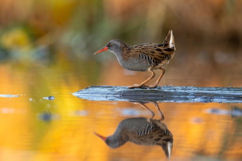 Water rail (Rallus aquaticus), on tree trunk in water, standing, warm colorful sunlight, Race,