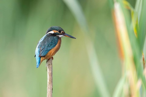 Kingfisher (Alcedoatthis) on reed, sideways, Race, Slovenia