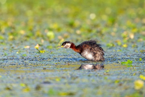 Red-necked grebe (Podiceps grisegena), in water, sideways, Danube Delta, Romania