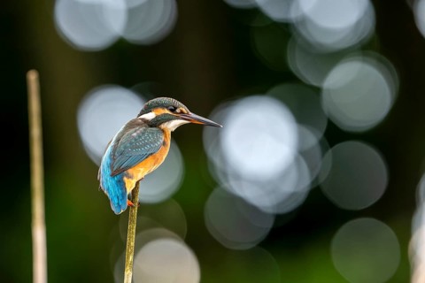 Kingfisher (Alcedoatthis) on reed, sideways, back light, lens flairs, Race, Slovenia