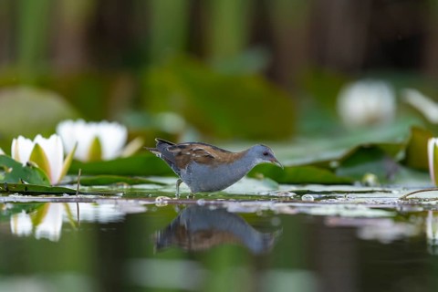 Little swamp hen (Porzama parva), in water, water lilies, Race, Slovenia