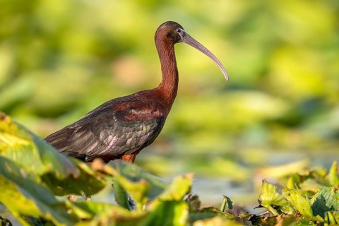 Brown sickle (Plagadis falcinellus), sideways on pond roses, Danube Delta, Romania