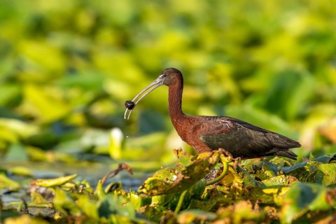 Brown sickle (Plagadis falcinellus), laterally on pond roses, with fluke in beak, Danube Delta,