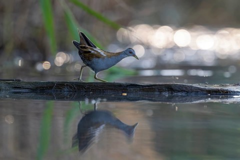 Little swamp hen (Porzama parva), on tree trunk in water, Race, Slovenia