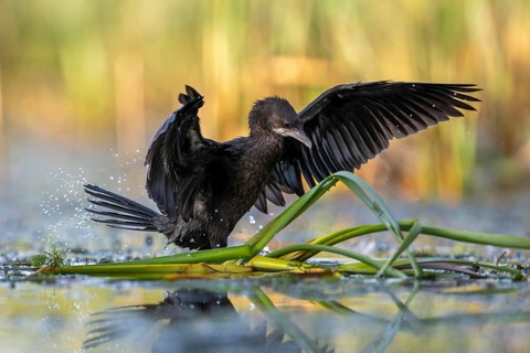 Pygmy Cormorant (Phalacrocorax pygmeus), landing on reeds, with open wings, Race, Slovenia