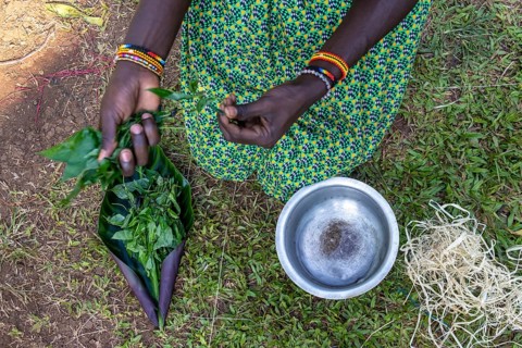 Local woman making traditional paint from leaves, near Fort Portal, Uganda