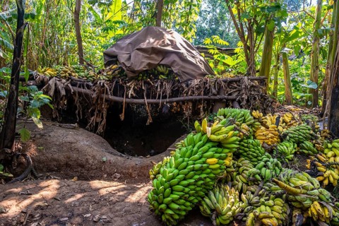Banana ripening process, banana plantation, near Fort Portal, Uganda