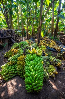 Banana ripening process, banana plantation, near Fort Portal, Uganda