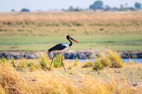 Saddle stork (Ephippiorhynchus senegalensis), Ihaha, Chobe National Park, Botswan