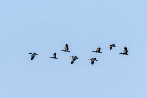 Spur goose (Plectropterus gambensis) in flight, Zambezi region, Caprivi Strip, Namibia