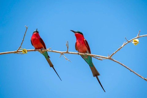 Two animals, Southern carmine bee-eater (Merops nubicoides), bee-eater sitting on branch, Okavango