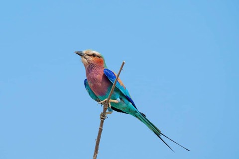 lilac-breasted roller (Coracias caudatus) sits on a branch in front of a blue sky, Moremi Game