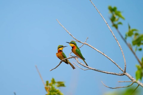 Dwarf Beeter (Merops pusillus), Bin-eater, Moremi Game Reserve, Botswana