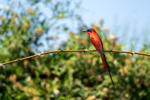 Scarlet fox (Merops nubicoides), bee-eater sitting on branch, Okavango Delta, Moremi Game Reserve,