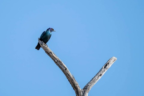 Greentail starling (Lamprotornis chalybaeus), Savuti, Chobe National Park National Park, Botswana