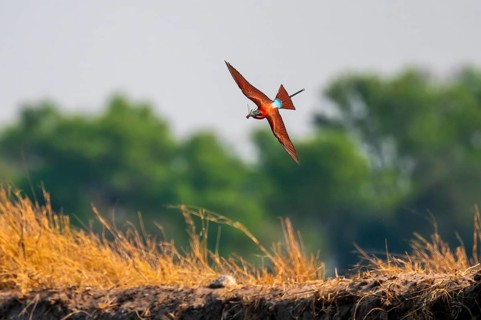 Scarlet bee (Merops nubicoides), bee-eater flying with prey, Kwando River, Zambezi region, Caprivi