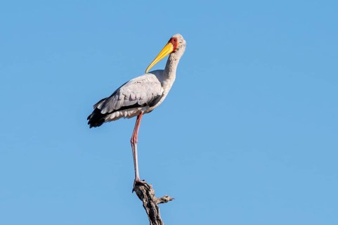 Very Hungry (Mycteria ibis), Ihaha, Chobe National Park, Botswan