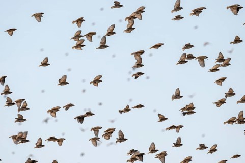 Swarm of sparrows in flight, Savuti, Chobe National Park, Botswana