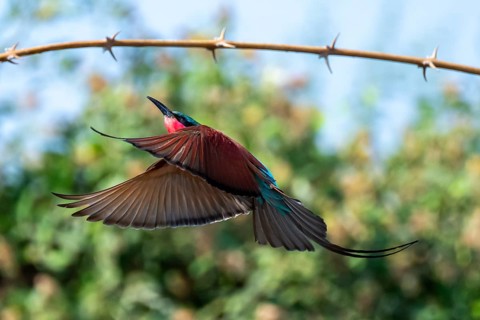 Southern carmine bee-eater (Merops nubicoides), bee-eater lands on branch, Okavango Delta, Moremi