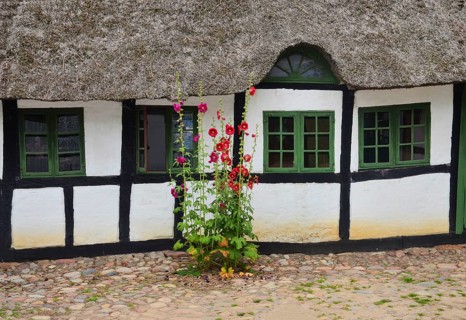 Hollyhocks by a half-timbered house with thatched roof and paved courtyard in Den gamle by, The old