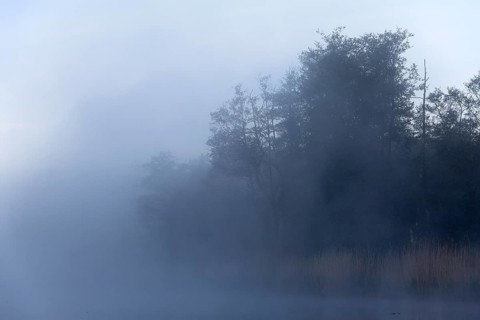Thick fog almost obscures the trees on the lake shore, Peenetal nature park Park,