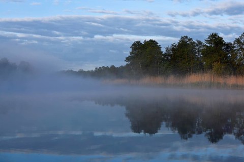 Fog sweeps across a calm lake with trees and reeds in the morning, Peenetal nature park Park,