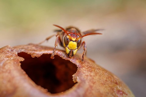Hornet (Vespa crabro) eats on an apple, Germany
