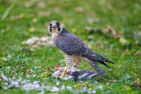 Peregrine Falcon (Falco peregrinus), Germany