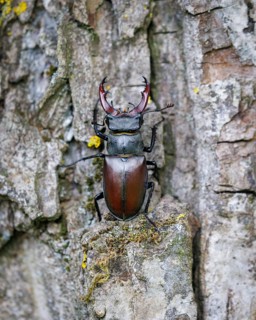 Stag beetle (Lucanus cervus), Germany