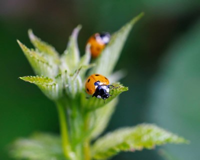 Seven-spotted ladybird (Coccinella septempunctata), Germany