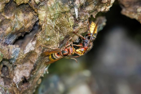 Hornissen (Vespa crabro), Germany