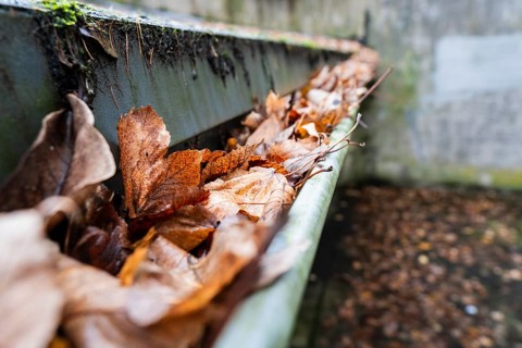 A clogged gutter is filled to the brim with brown, dry autumn leaves, Wuppertal, Germany