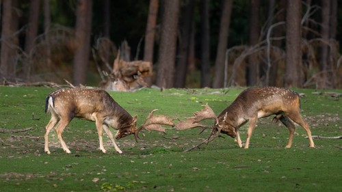 Fallow deer fighting, North Rhine-Westphalia, Germany