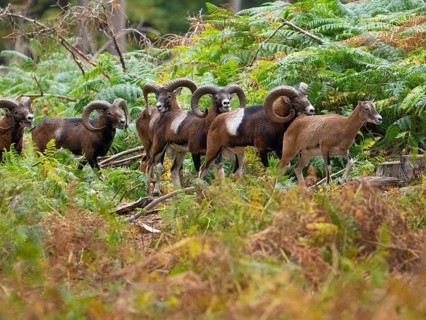 Mouflons stalking a goat, North Rhine-Westphalia, Germany