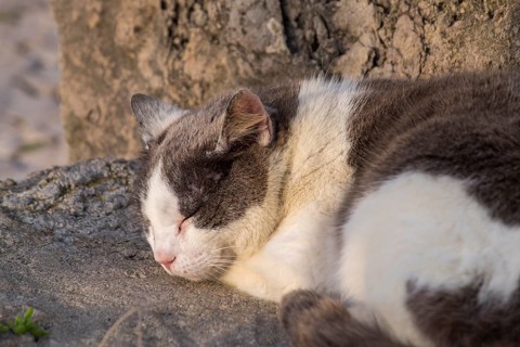 House cat (Felis silvestris catus), Portugal