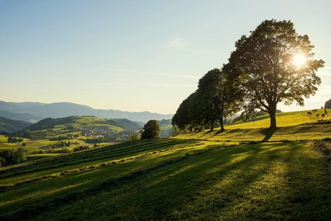 Tree avenue, St Peter, sunset, Black Forest, Southern Black Forest, Baden-WÃ¼rttemberg, Germany