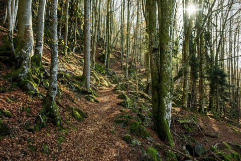 Hiking trail, Zweribach Waterfalls, protected forest, St MÃ¤rgen, Black Forest, Southern Black