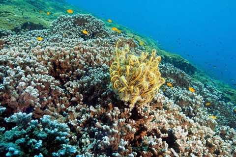 Underwater photo of Yellow Feather Star (Cenometra bella) sitting on stony corals (Scleractinia) in