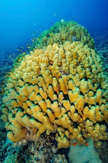 Underwater photo of intact reef-building dome coral (Porites nodifera) coral block of living