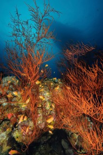 Underwater photo of black coral (Antipathes dichotoma) horn corals with a small swarm of jewels sea
