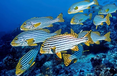 Underwater photo of small swarm group of striped oriental sweet lip (Plectorhinchus vittatus),