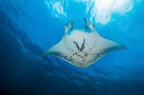Manta ray (Mobula birostris) Manta swims below water surface through blue sea, tropical waters,