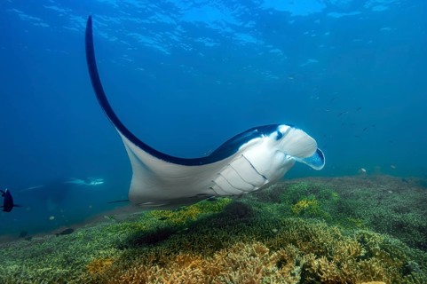 Underwater photo of manta rays (Mobula alfredi) Riffmanta Manta swims in floating over cleaner