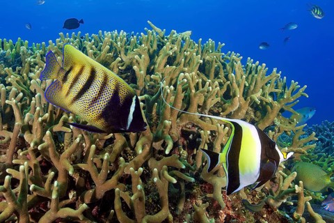 Underwater photo from left six-banded angelfish (Pomacanthus sexstriatus) right halter fish