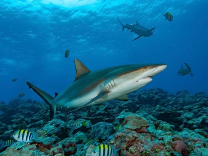 Underwater photo of gray reef shark (Carcharhinus amblyrhynchos) hunting for prey in coral reef,