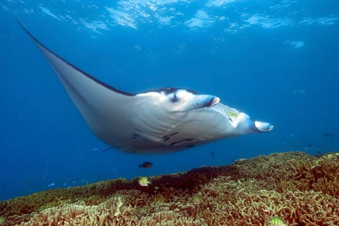 Underwater photo of manta rays (Mobula alfredi) Riffmanta Manta swims at cleaning station in