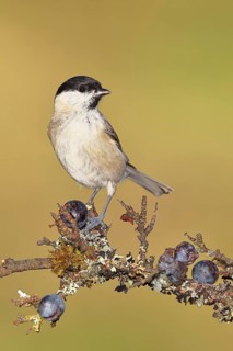 Swamp tit, (Parus palustris), sitting on a branch in a blackthorn bush, (Prunus spinosa), sloes,