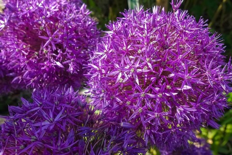 Leeks (Allium), ornamental garlic, large beautiful flowers, purple globes, flowers, plants,