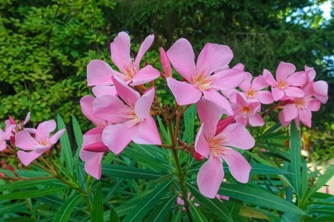 Oleander (Nerium oleander), rose laurel, large pink flowers, poisonous dogs, plants, gardens,